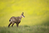 Image. Chamois