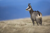 Image. Chamois
