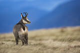 Image. Chamois