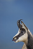 Image. Chamois
