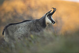 Image. Chamois