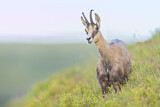 Image. Chamois