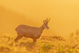 Image. Chamois