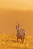 Image. Chamois