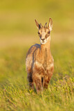 Image. Chamois