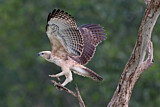 Image. Changeable Hawk-Eagle