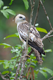 Image. Changeable Hawk-Eagle