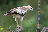 Image. Changeable Hawk-Eagle