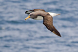 Image. Chatham Albatross