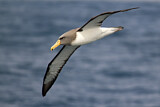 Image. Chatham Albatross