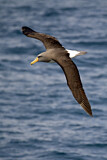 Image. Chatham Albatross