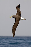 Image. Chatham Albatross