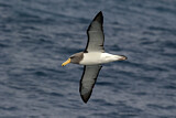 Image. Chatham Albatross