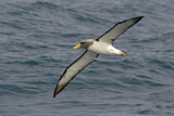Image. Chatham Albatross
