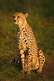 Image. Cheetah