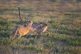 Image. Cheetah