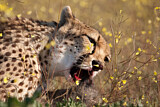 Image. Cheetah