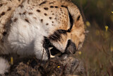 Image. Cheetah