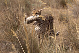 Image. Cheetah