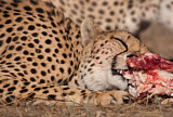 Image. Cheetah