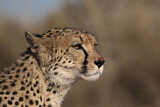 Image. Cheetah