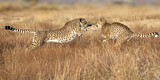 Image. Cheetah