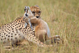 Image. Cheetah