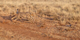 Image. Cheetah