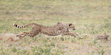 Image. Cheetah