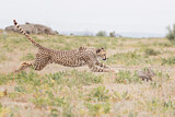 Image. Cheetah