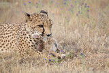 Image. Cheetah
