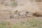 Image. Cheetah