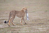Image. Cheetah