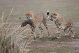 Image. Cheetah