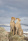 Image. Cheetah