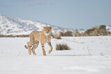 Image. Cheetah