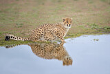 Image. Cheetah