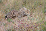 Image. Cheetah