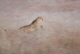 Image. Cheetah