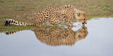 Image. Cheetah