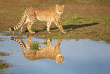 Image. Cheetah