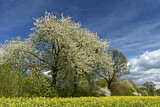 Image. Cherry tree and blooming field of rapeseed