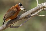 Image. Chestnut Piculet