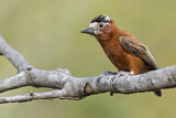 Image. Chestnut Piculet