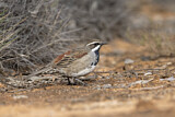 Image. Chestnut Quail-thrush