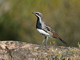 Image. Chestnut Quail-thrush