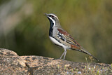 Image. Chestnut Quail-thrush