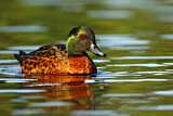 Image. Chestnut Teal