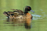 Image. Chestnut Teal