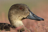 Image. Chestnut Teal